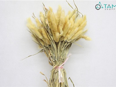 Bó 80-100 cành cỏ đuôi thỏ khô trang trí F-HKHO-05